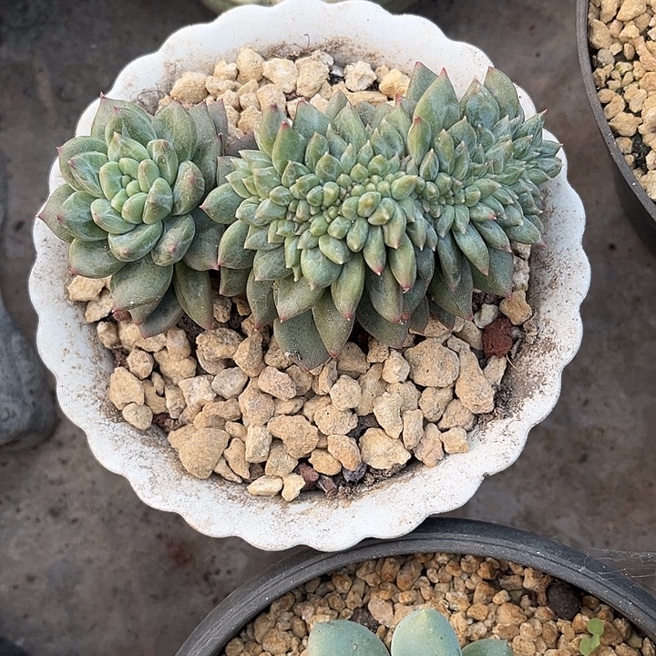 完全开放绿橙美人缀化官服11