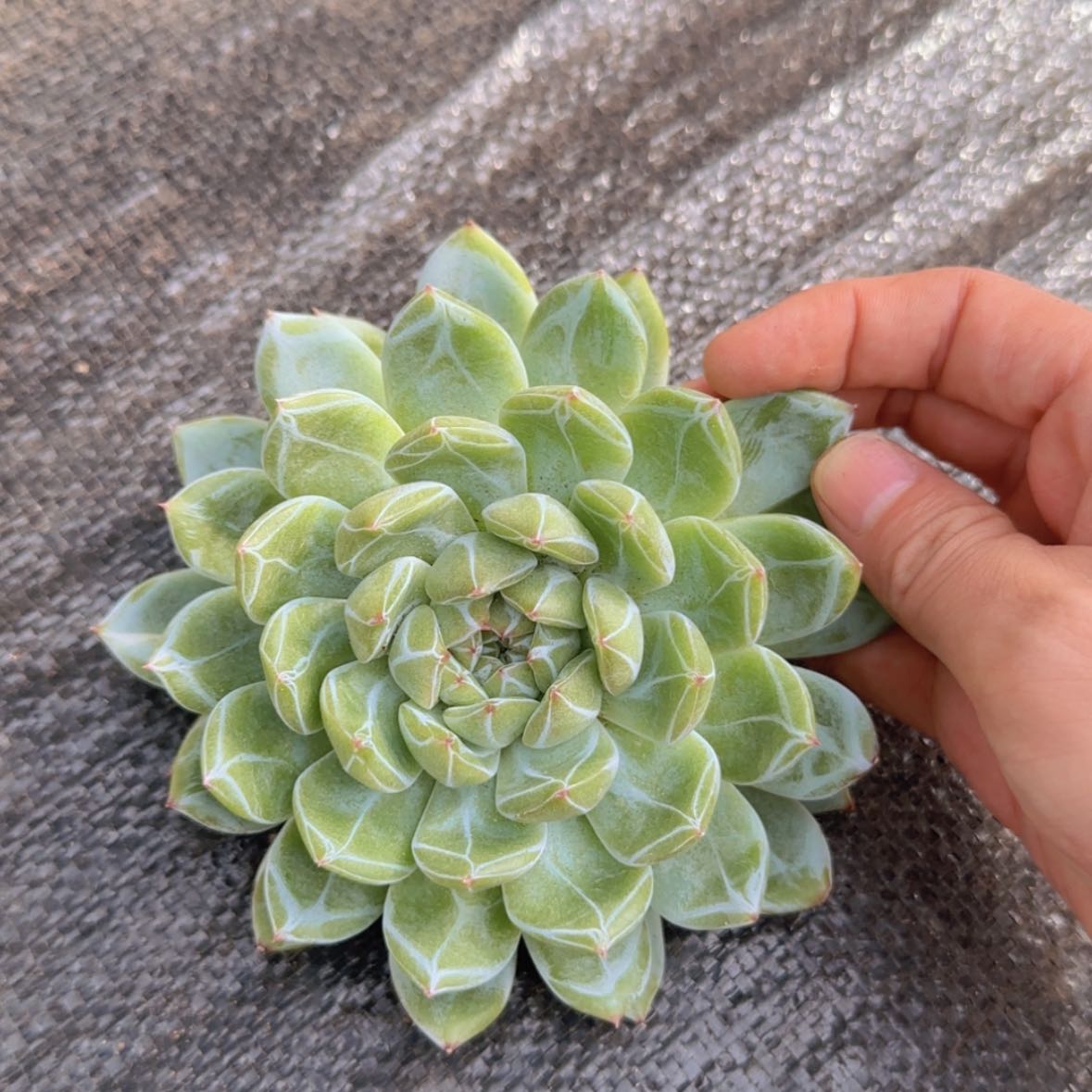 【闪购商品】雪花珍妮19.9