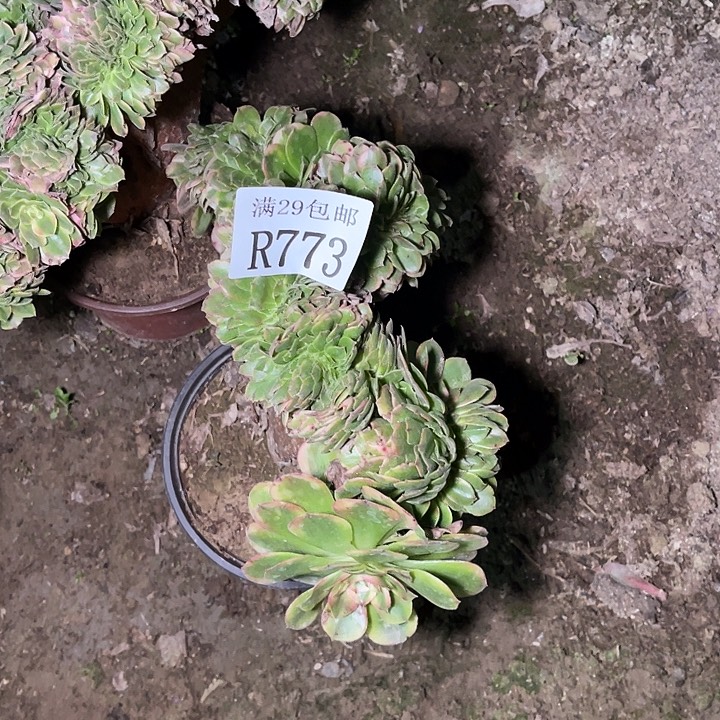 773荔枝缀多肉植物   