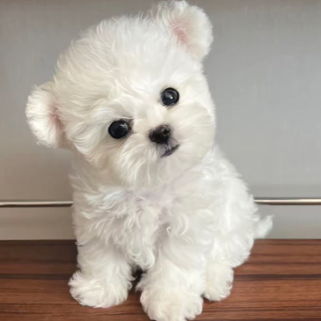 「小卢家」宠物活体狗狗