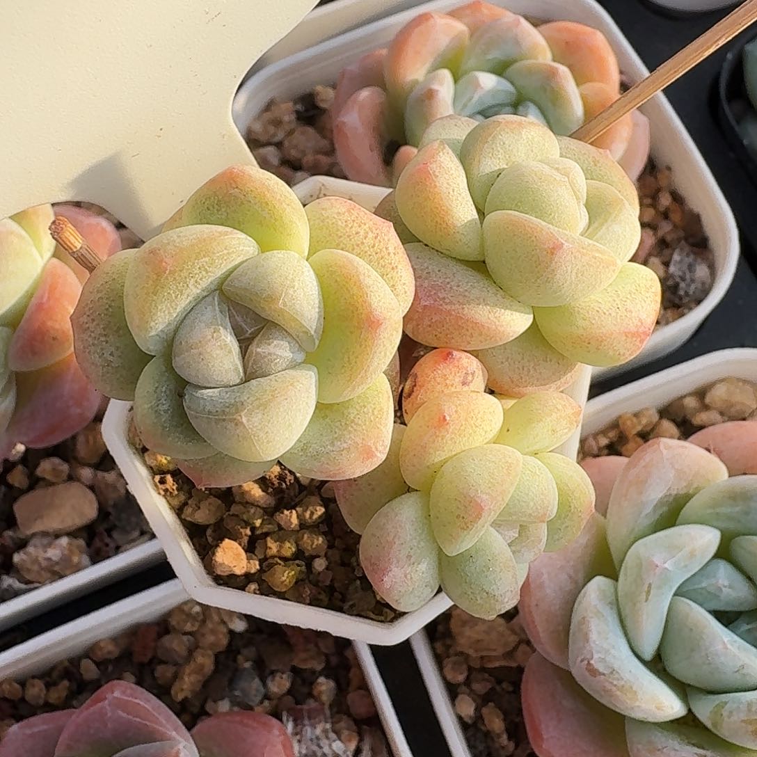 一***多可爱多专拍长腿冰玉3头包整