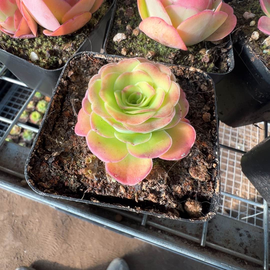 墨幽877山地玫瑰多肉