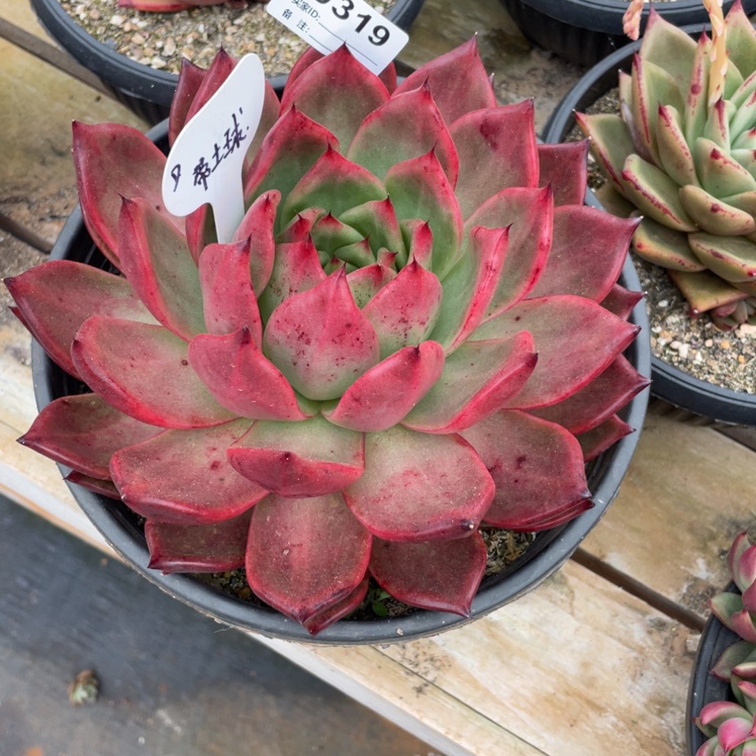 无花朵若如东云单拍D319