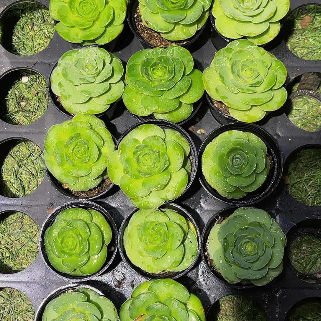 8棵矮胖 非偏远包邮 多肉