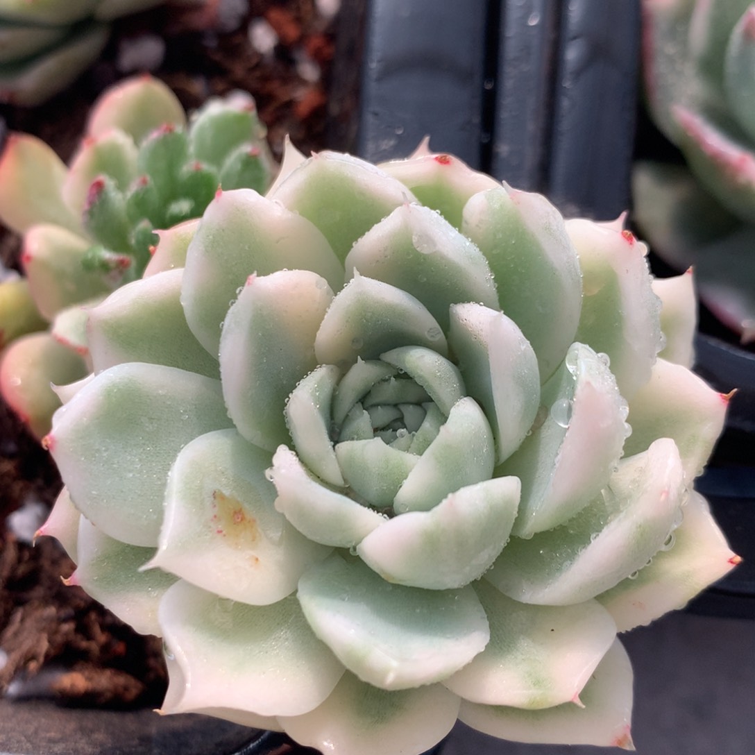 麦秆头盖锦锦锦锦锦集