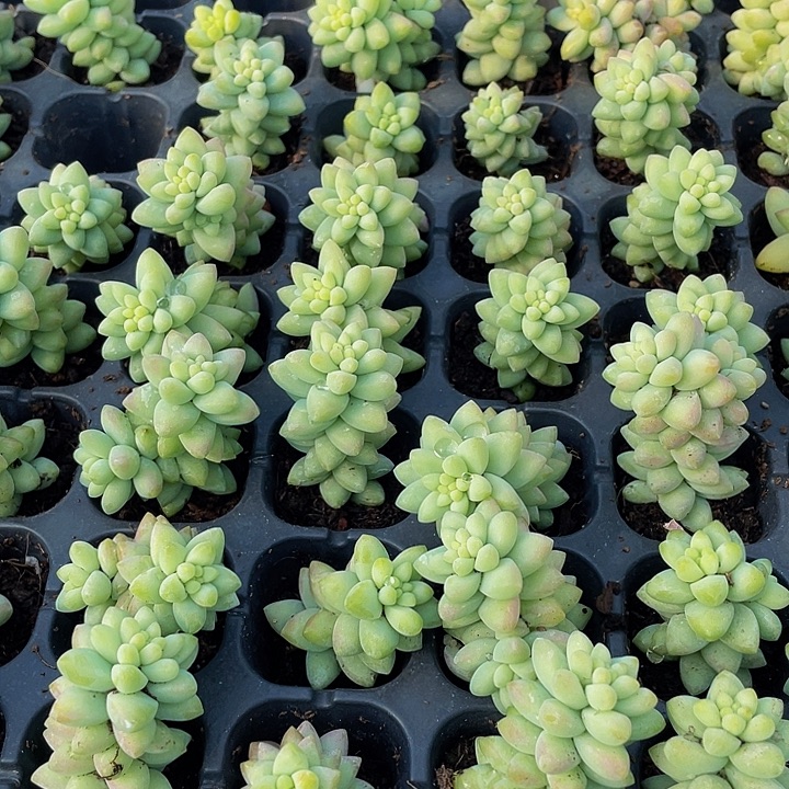 小玉坠1元带土发货