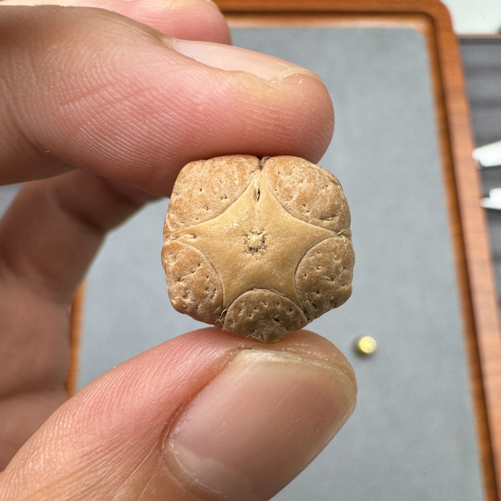 精品16+五星上将菩提凤眼菩提三通佛头，非质量问题开孔不退