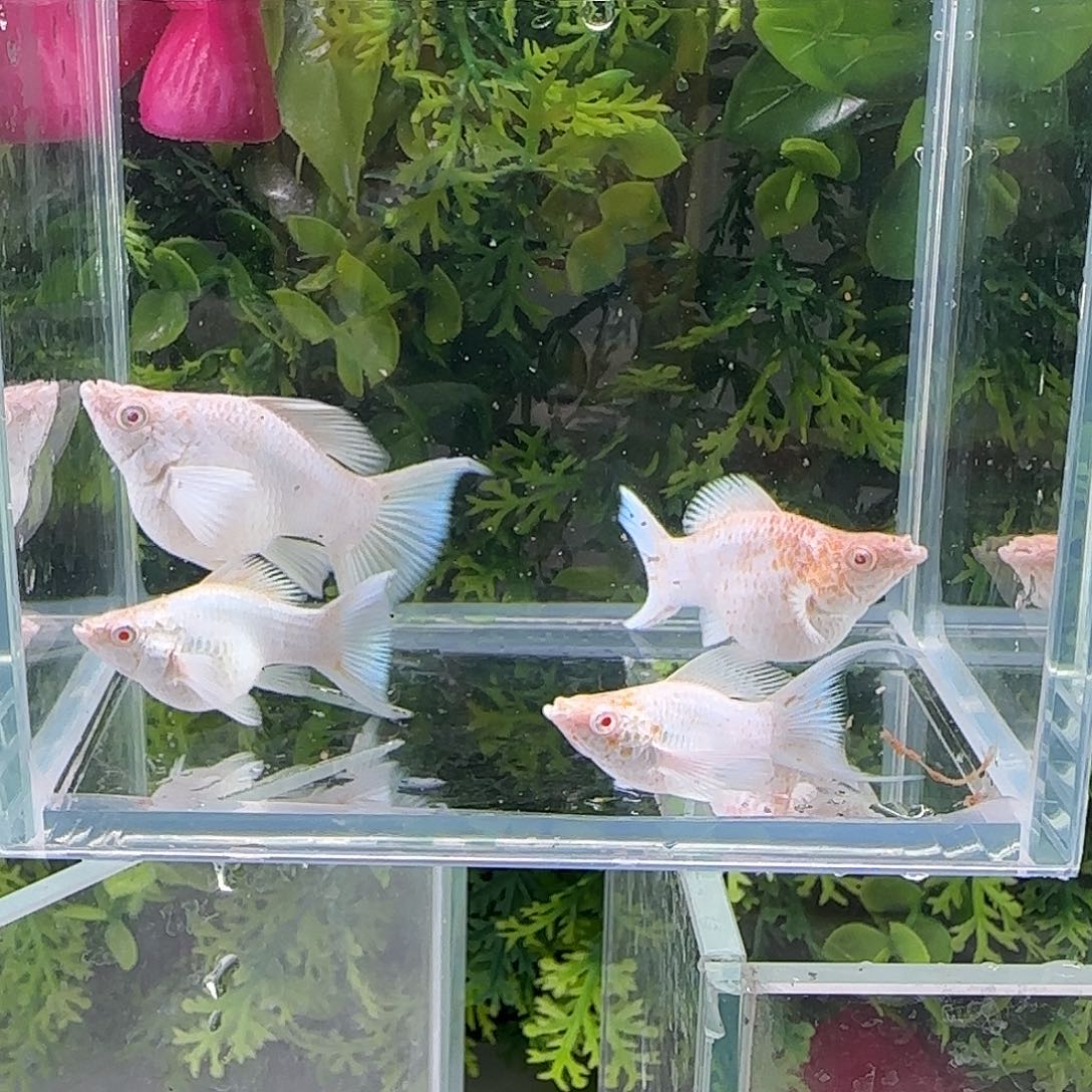 孔雀鱼钻石玛丽4条