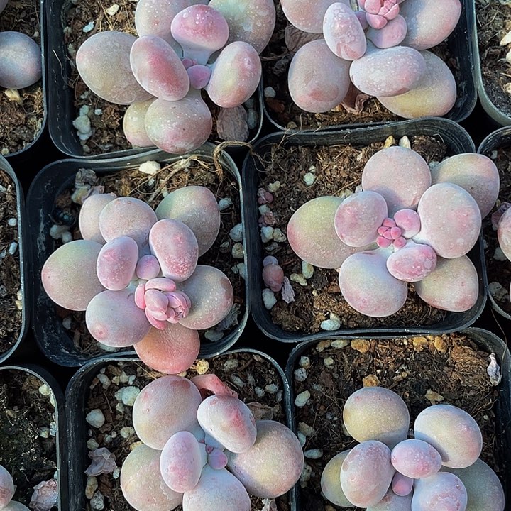 6.5方大奶酪带盆土发