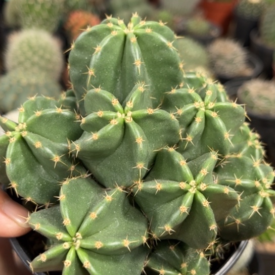 完全开放微刺虾群