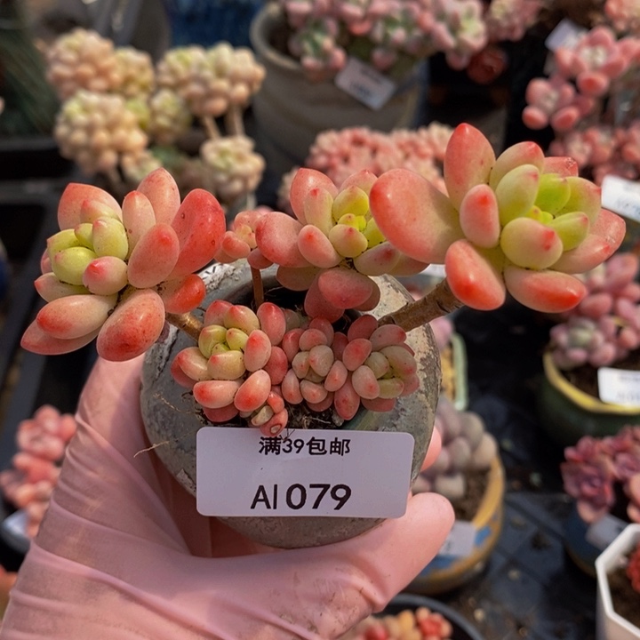 香格里拉1079多肉植物