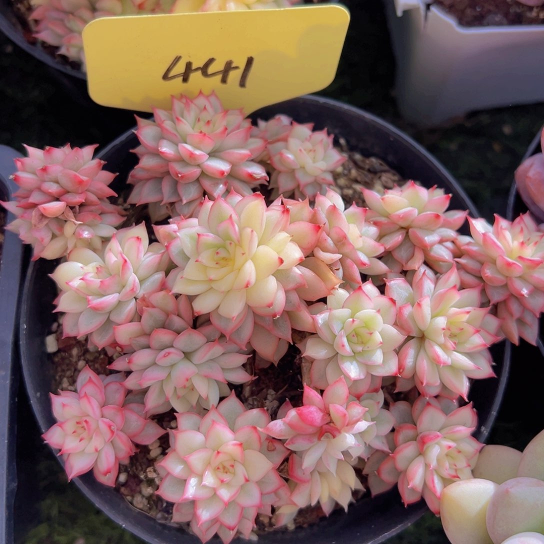 香玉的故事是一个人的故事