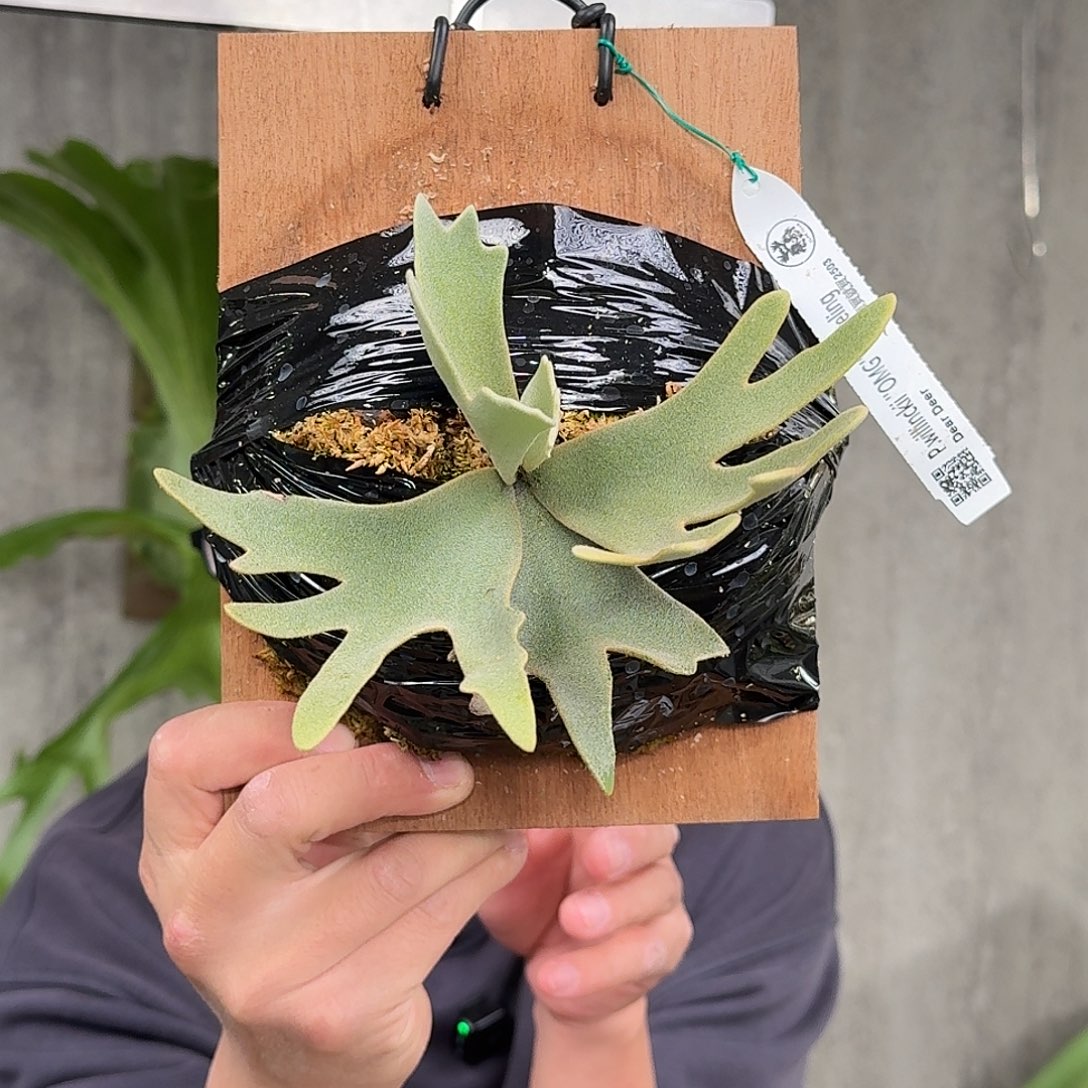 完全开放OMG鹿角蕨春野花园