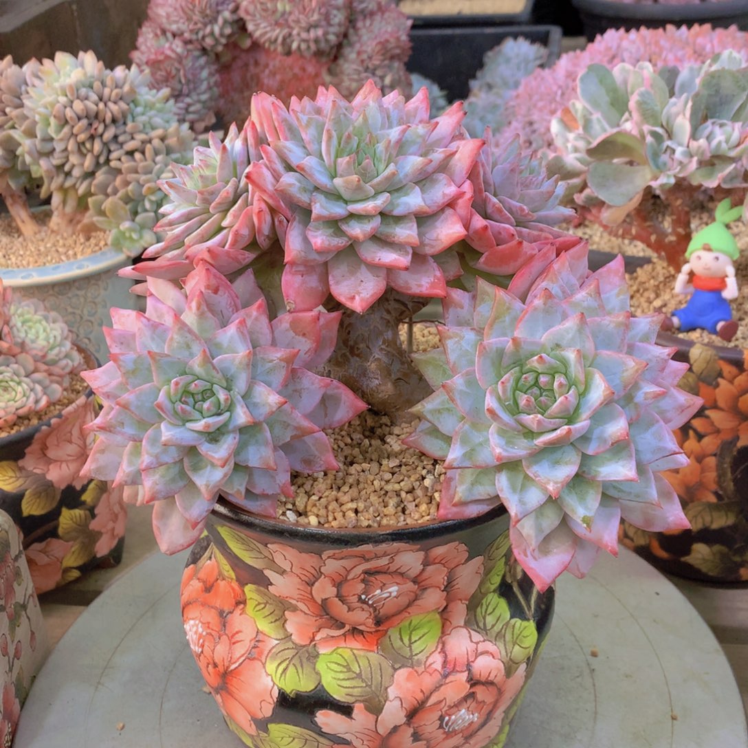 精品多肉植物花卉盆栽花卉