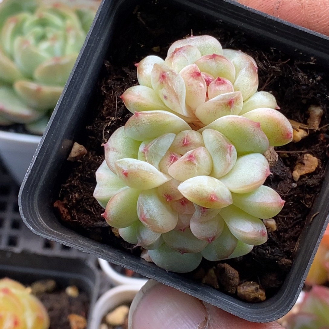 天官赐福百无禁忌