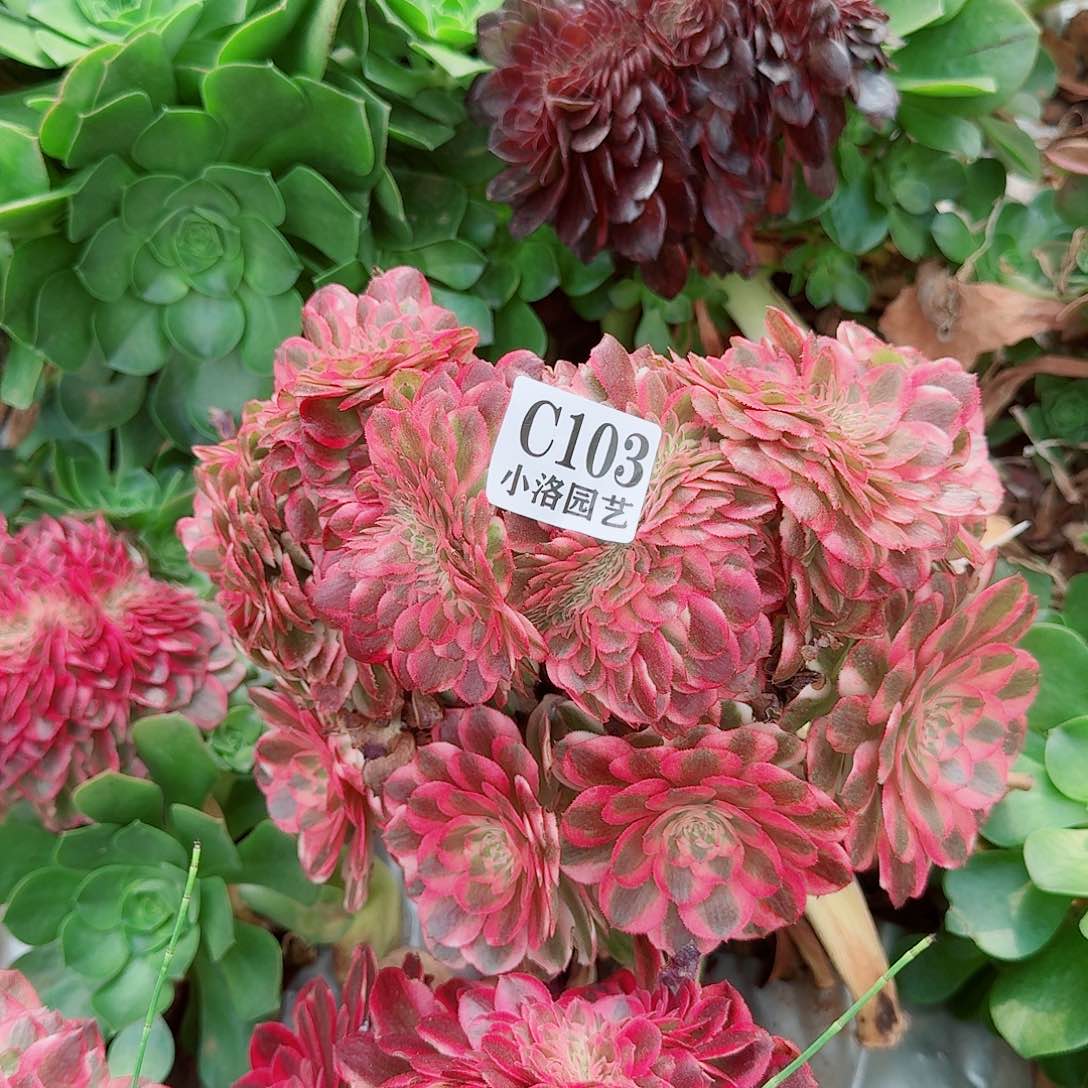 香*103 缀化无根不包侧枝
