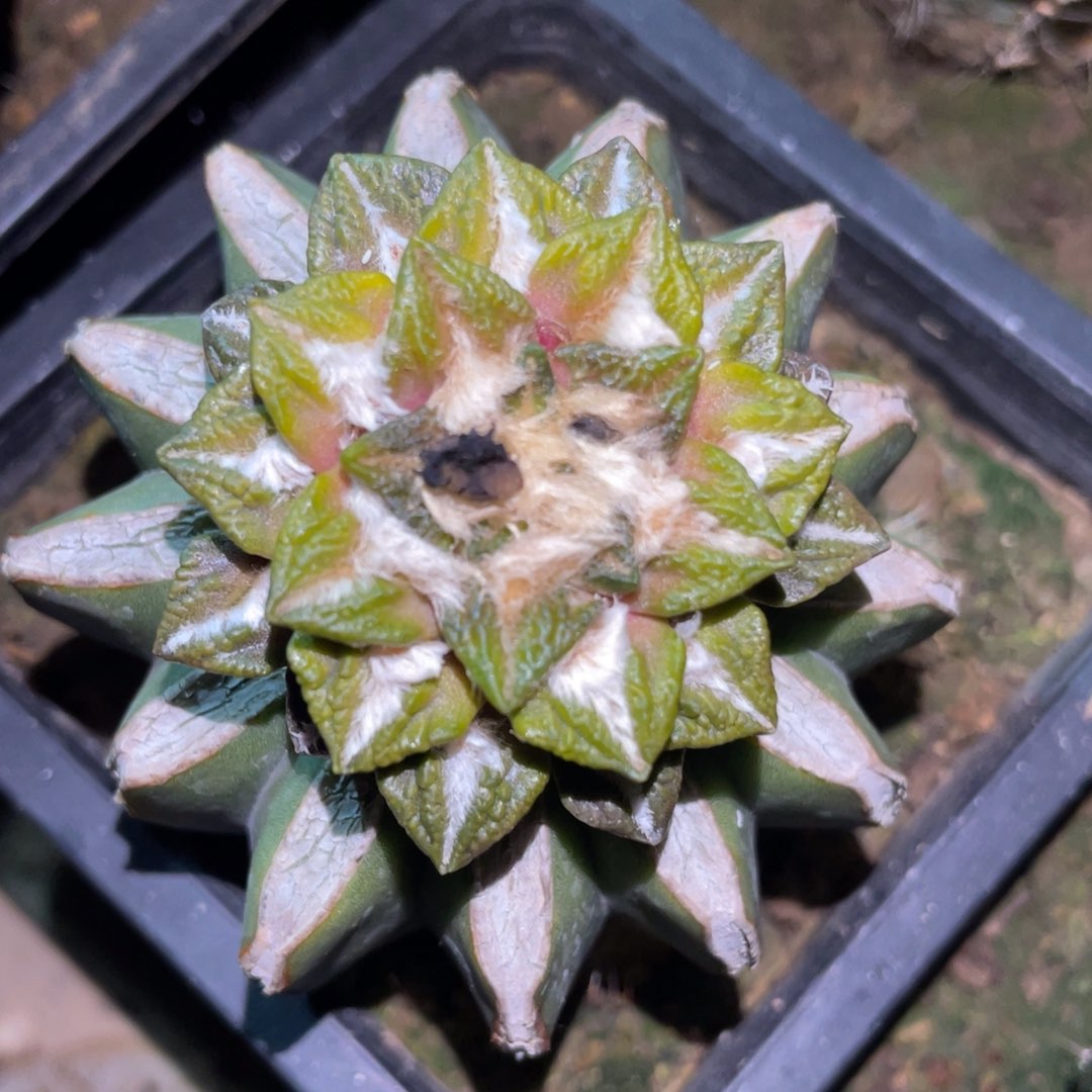 宽犹黑牡丹锦 仙人球