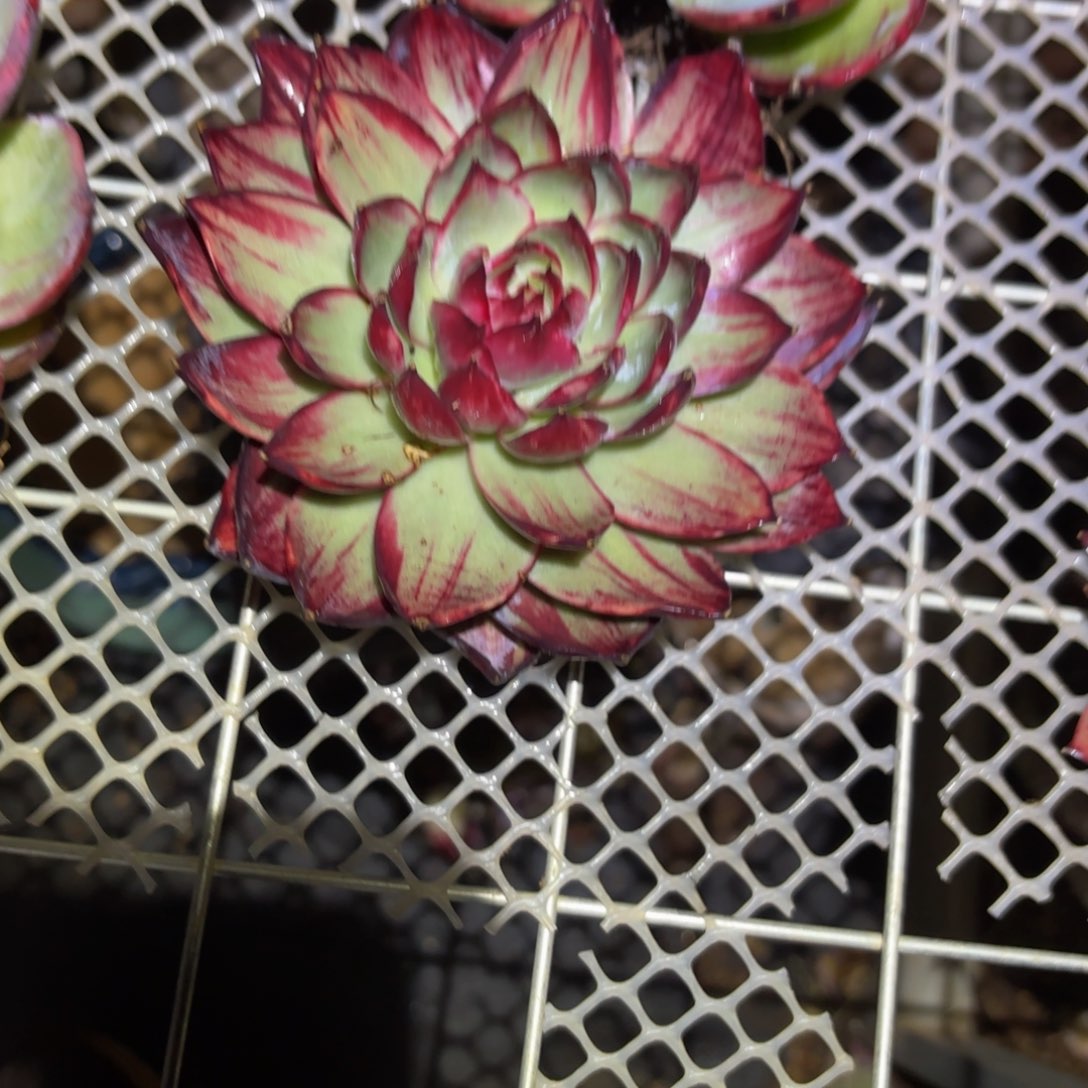 瑞***雪哈哈哈哈哈哈哈哈哈哈哈哈哈