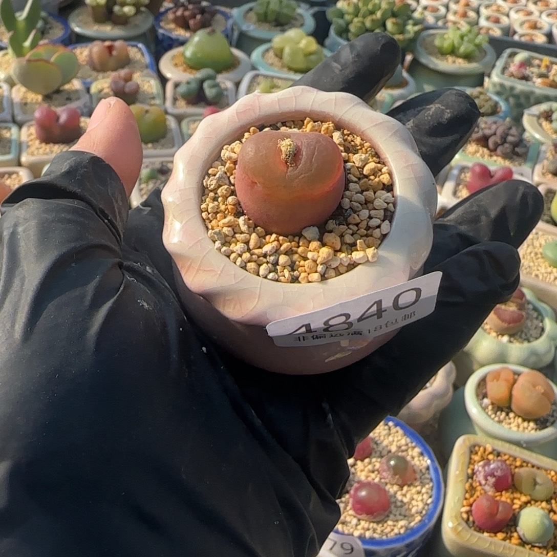 4840--一物一拍 带盆