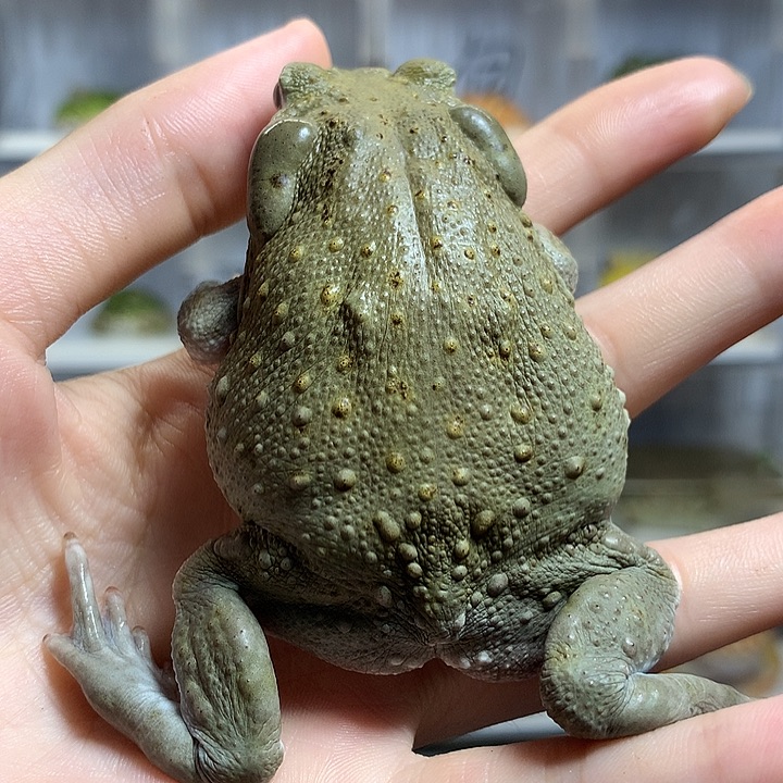 抺***属角蛙011沙蟾蜍蟾蜍