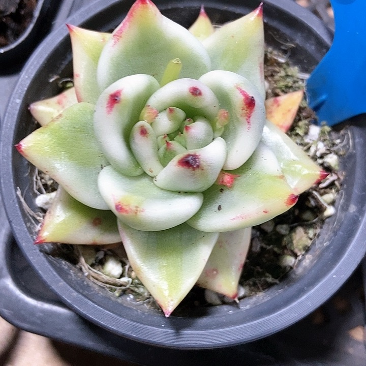 多肉植物玛丽亚锦847