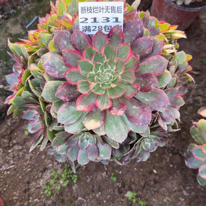 2131二号棚莲花座A