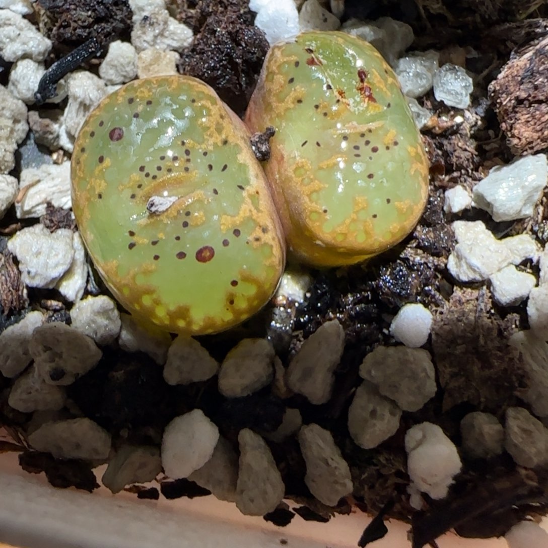 肉锥多肉植物百科-泡泡勋有疤1379
