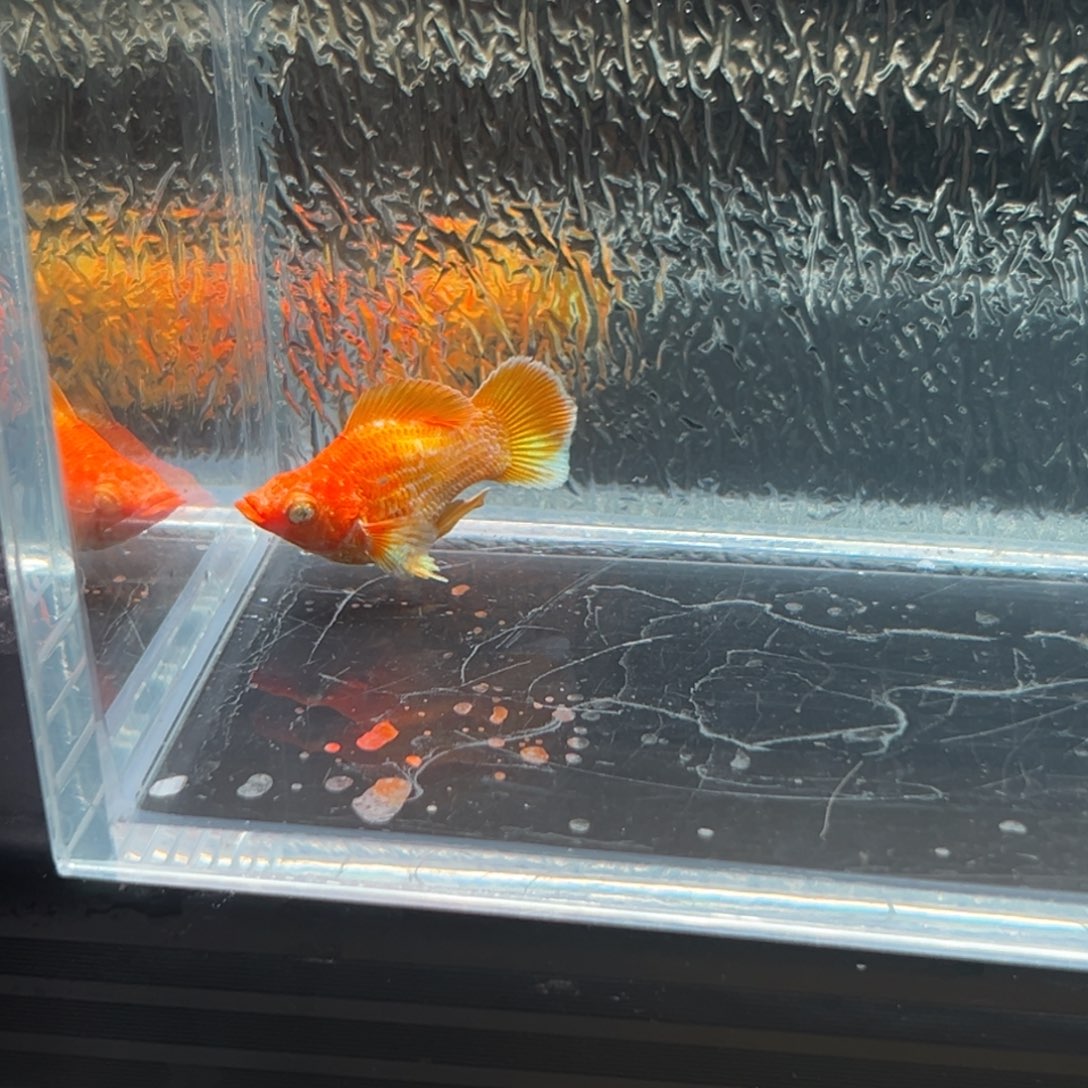 孔雀鱼玛丽鱼一条黄金公