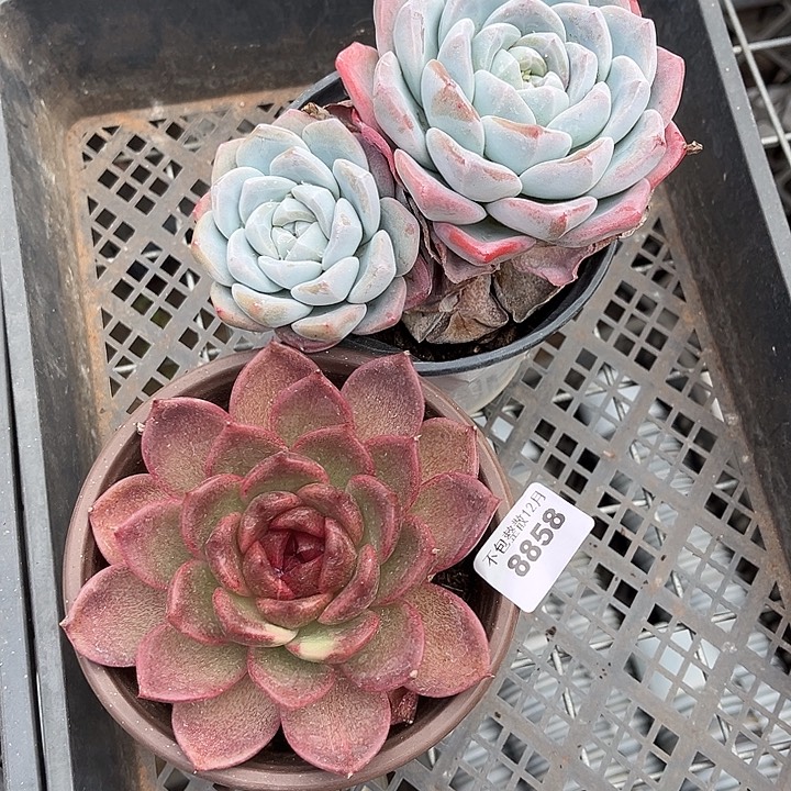 丨***月阿雅园艺。       8858