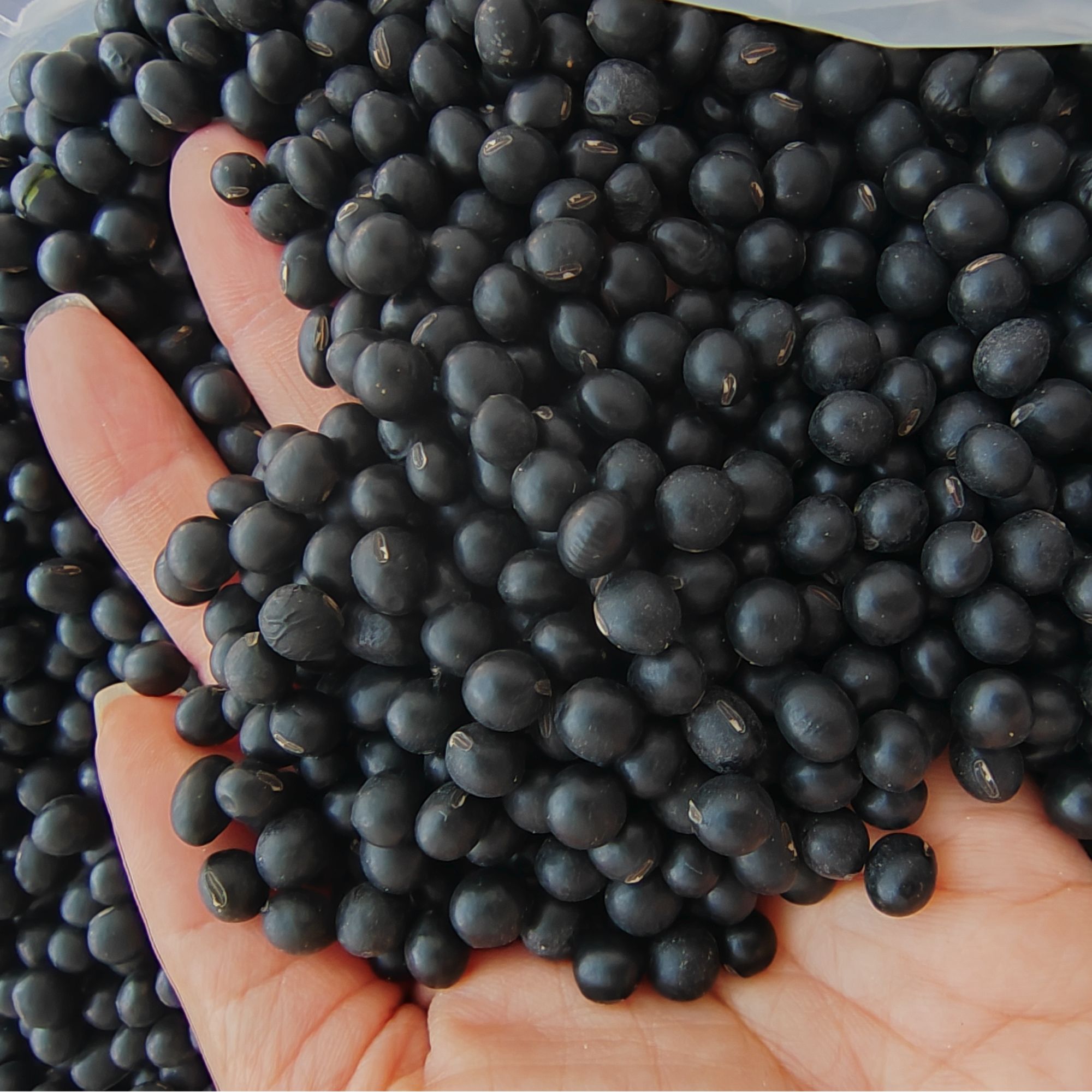 黑豆农家自产500g散装绿心黑豆