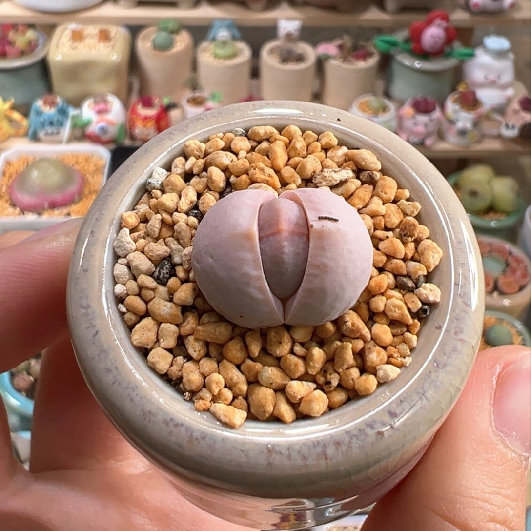 多肉植物12号高尔夫