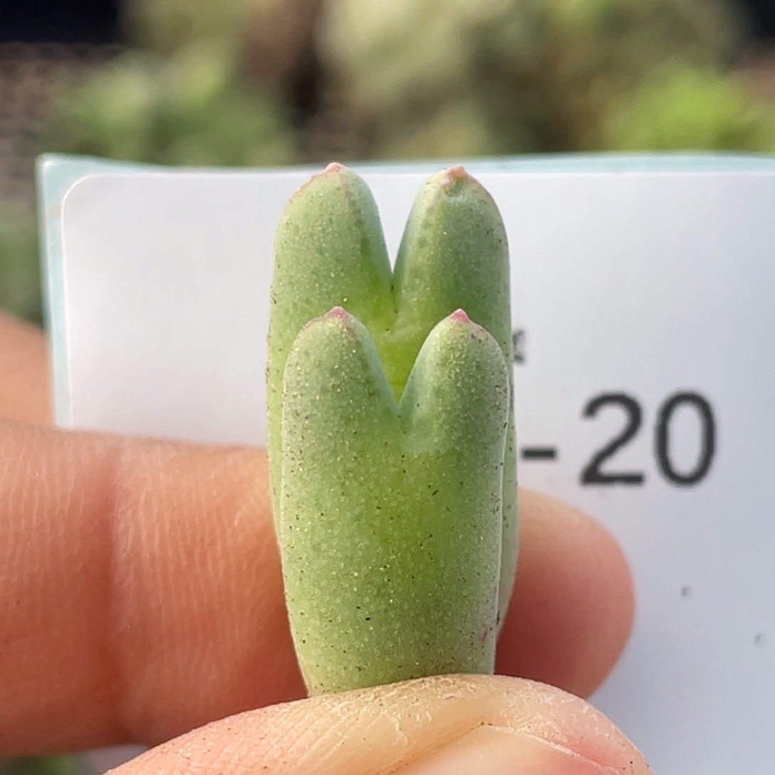 4-20猪蹄多肉植物