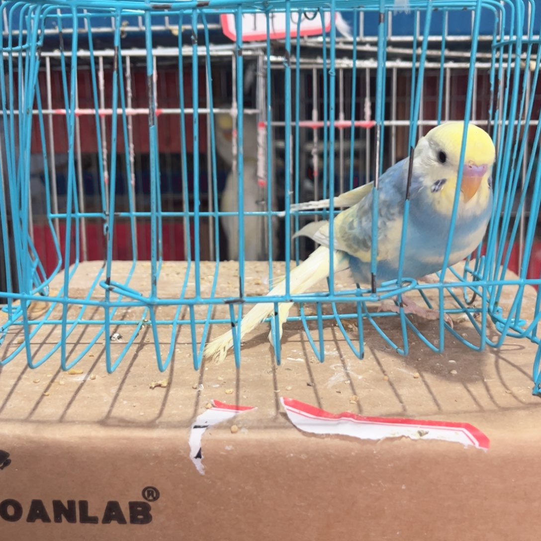 虎皮鹦鹉我的小姐姐