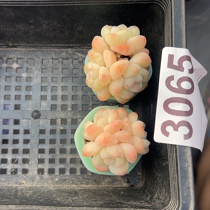 3065，俩个咪你三头冰玉带盆发