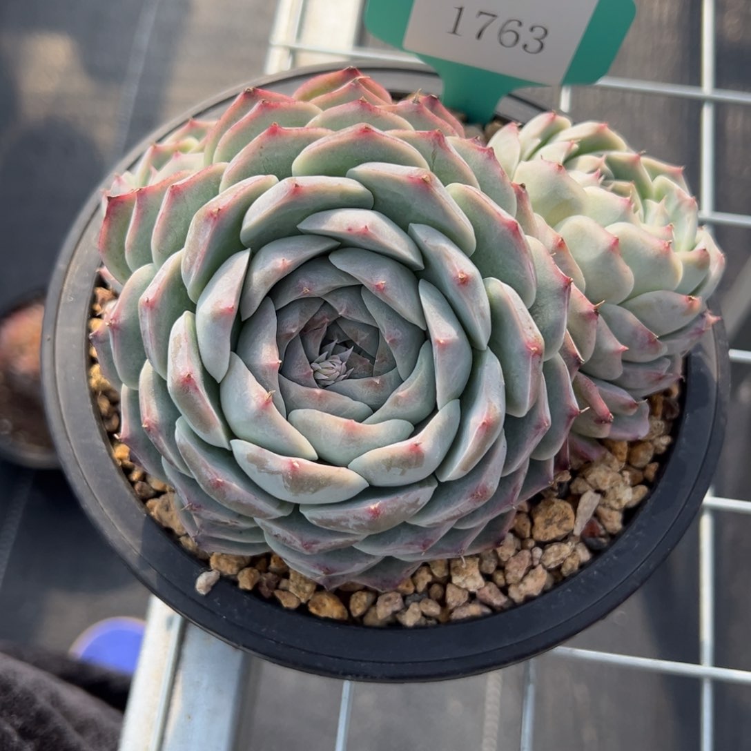 任***转1763多肉多多多多多多