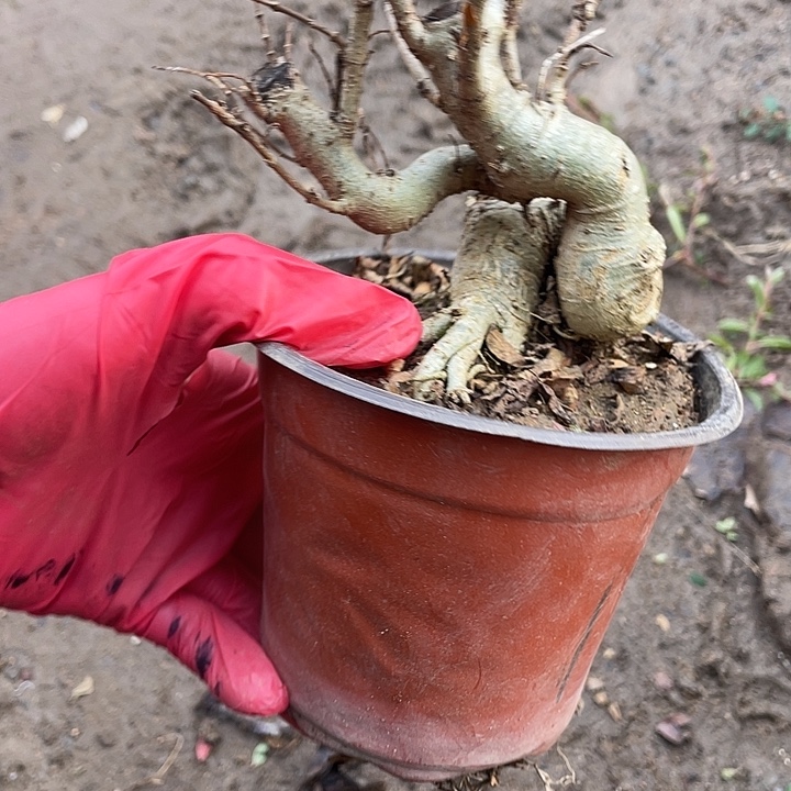 菲***姐无花朵35菊花菊花计划经济