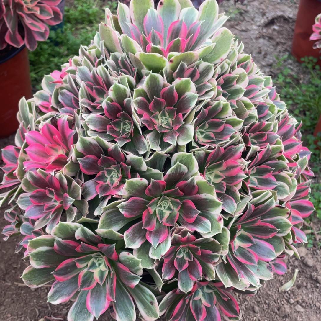 058男神精品法师老桩