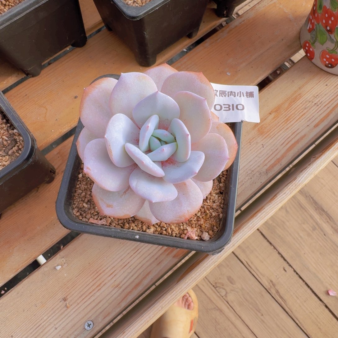 多肉植物奶茶单头0310