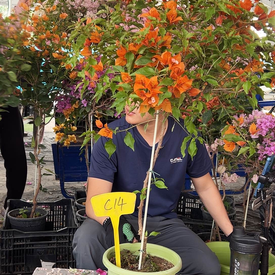 一***口大部分花苞少量开放C14橙桑巴