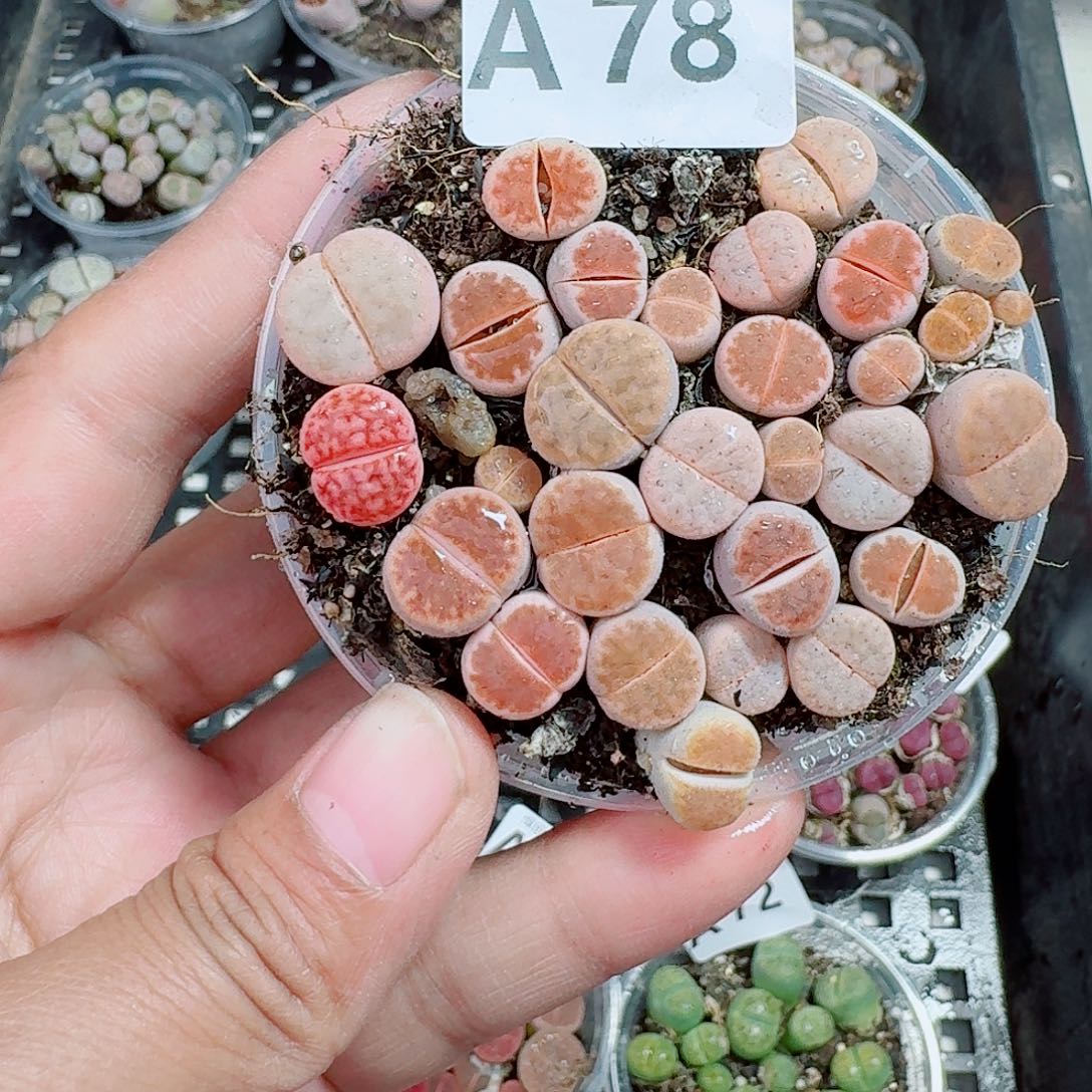 78多肉植物多肉植物