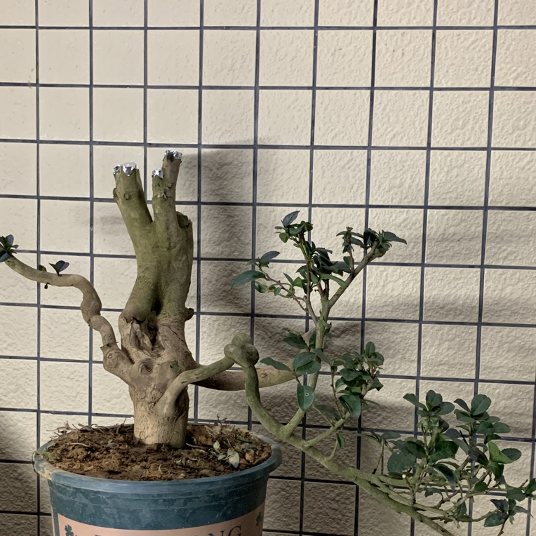 老茶树生桩，直播间一物一拍