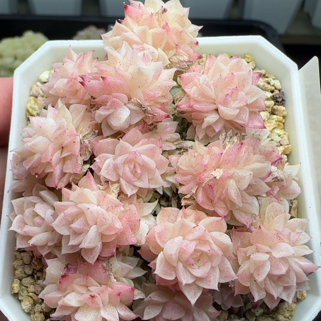 0214-172优选麦秆