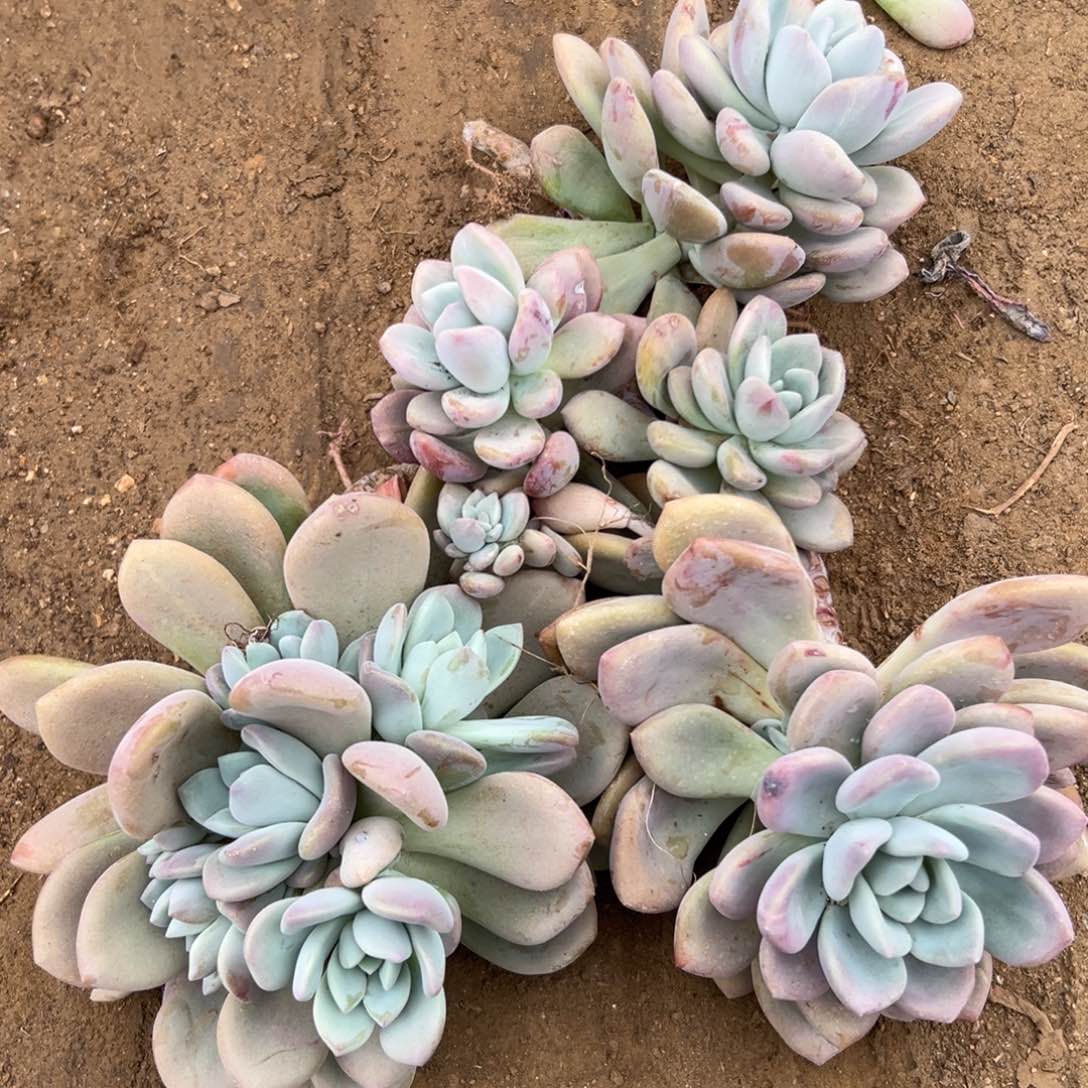多肉亩植物中央音乐学院