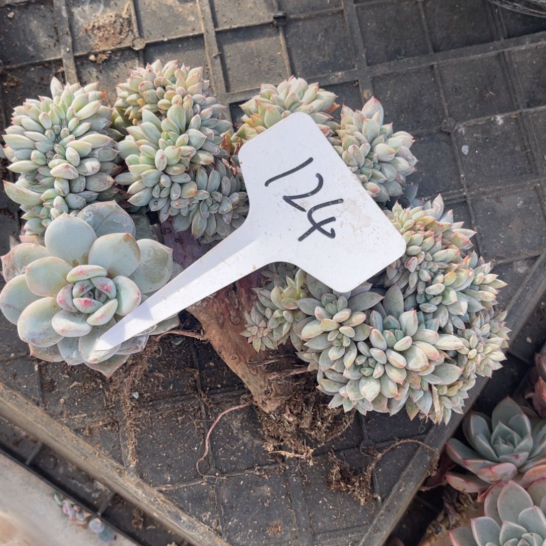 菠***蜜老阿姨花卉一物一拍124