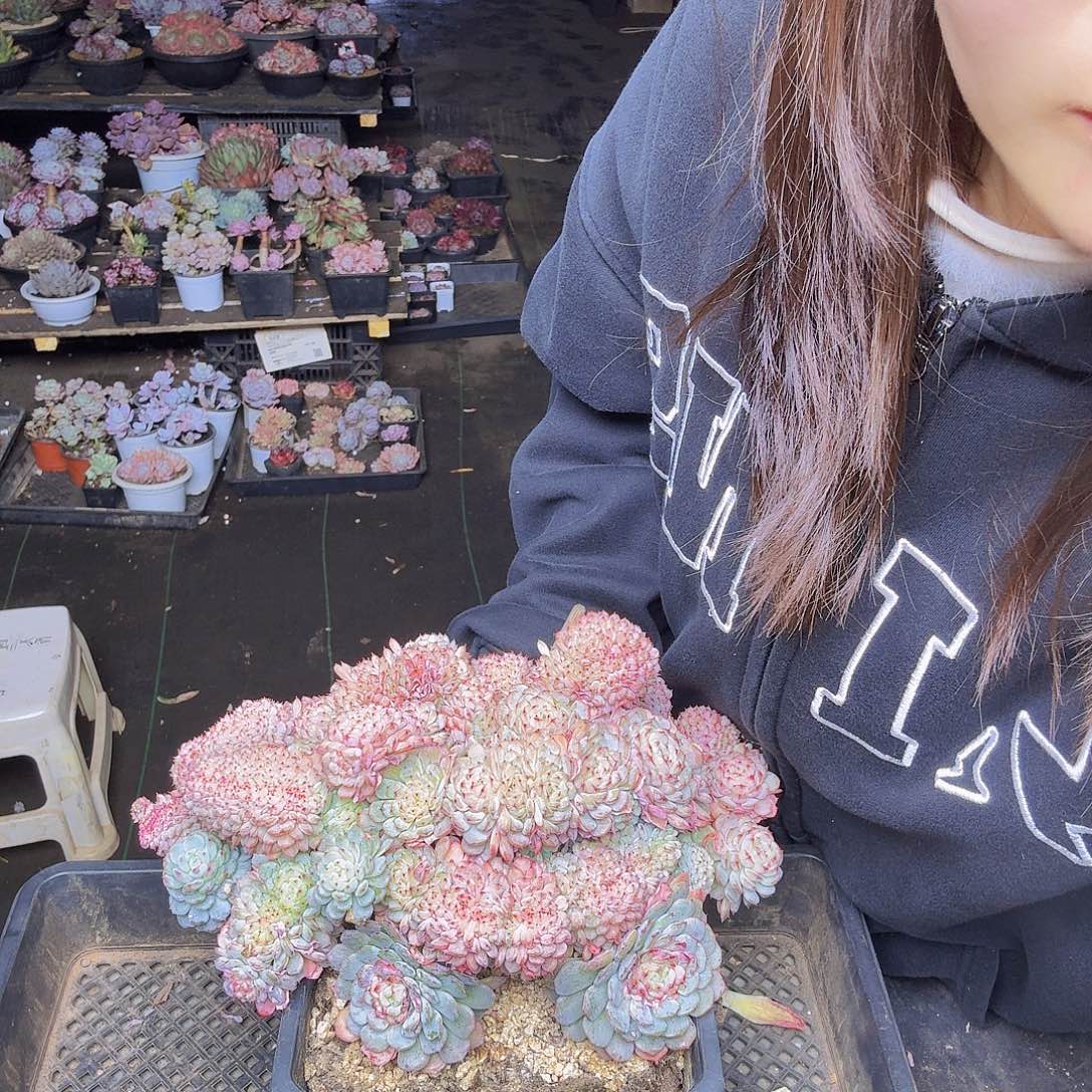 扭***柴004白胖子缀一颗一物一拍