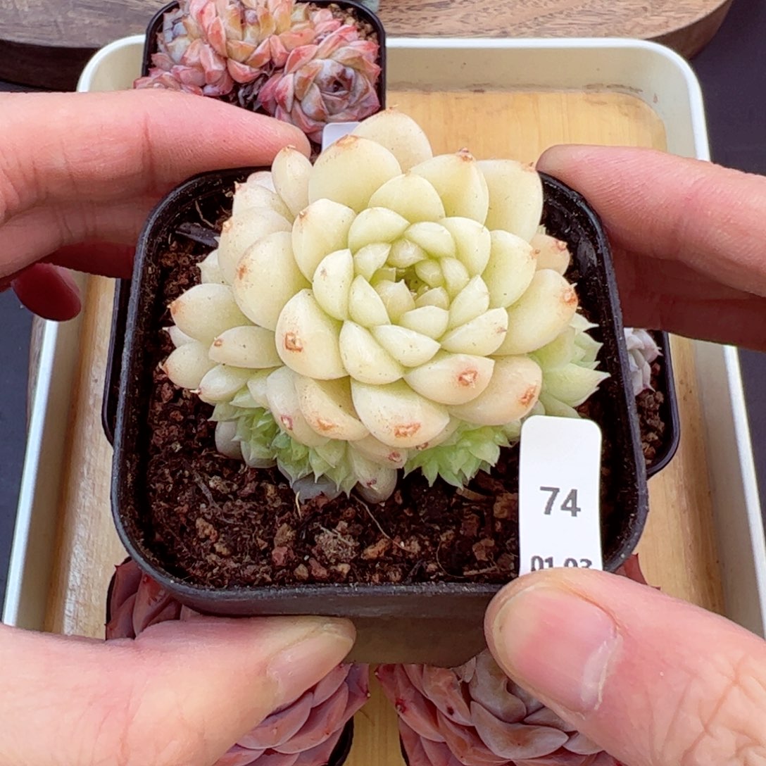 好好看74、哈哈哈哈