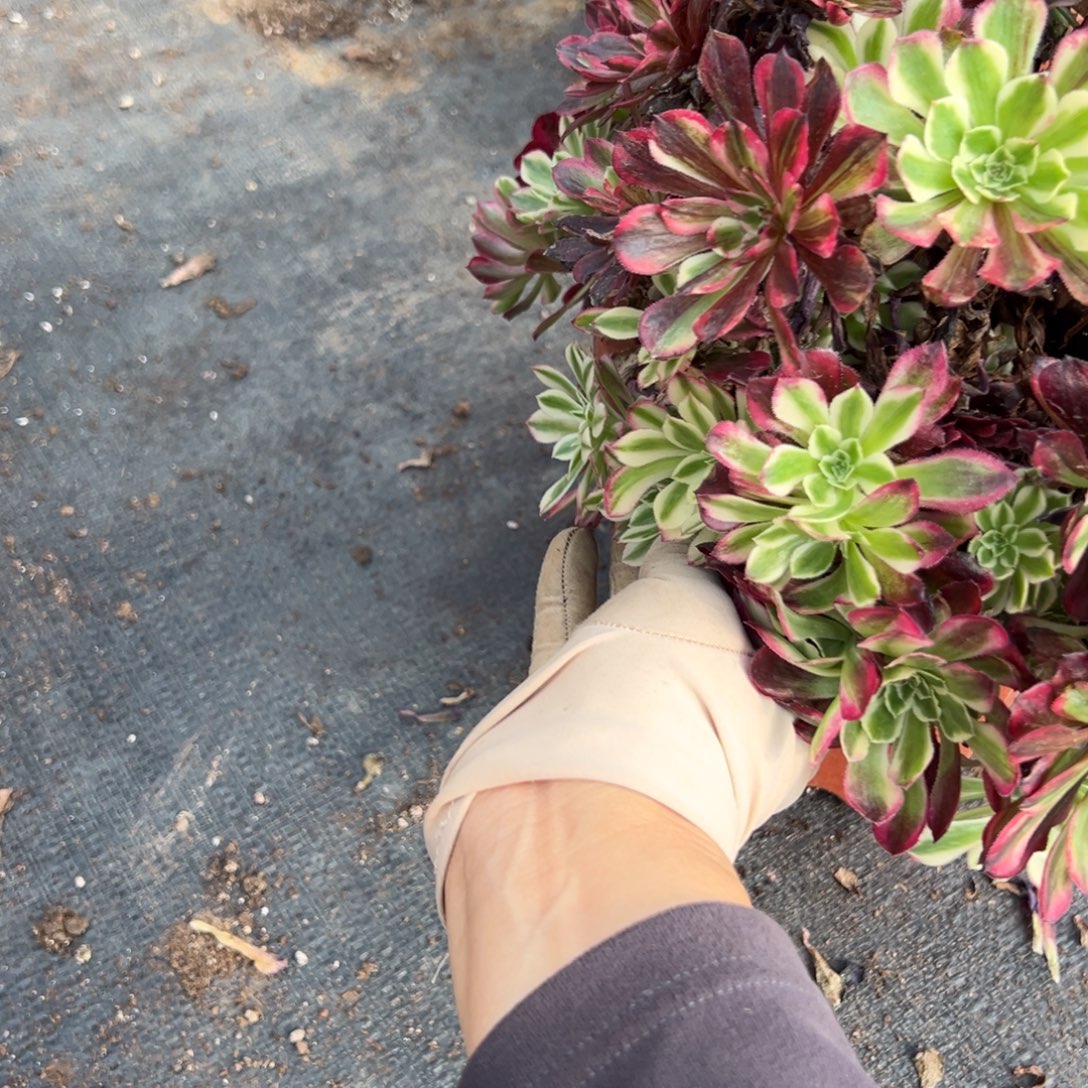 105同花顺多肉洗澡了