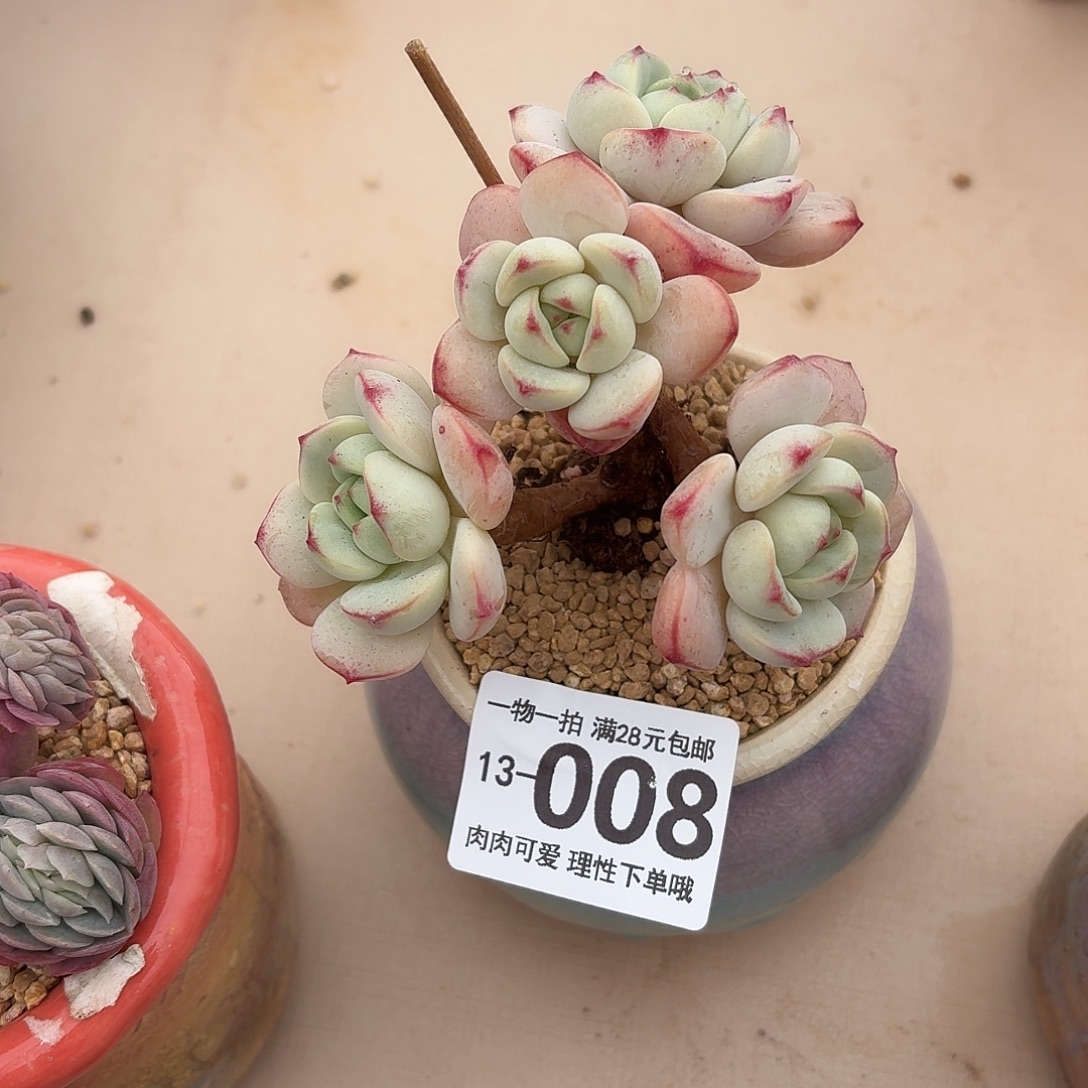 白底香草无盆无发货