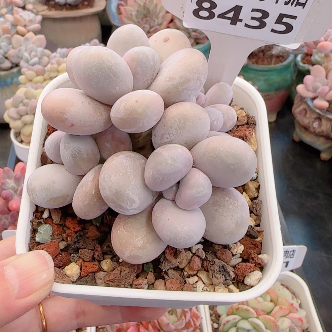 多肉植物8435………………