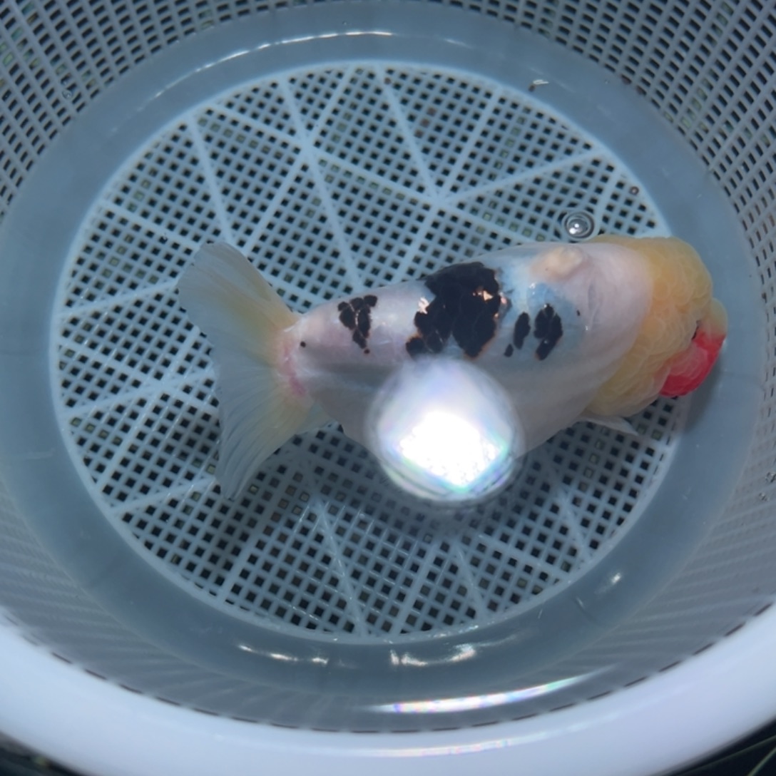 是****海水鱼潘氏金鱼兰寿金鱼